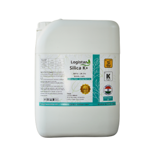 sp 6: k có biến thể, có sale